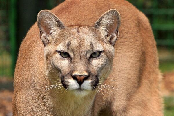 mountain lion